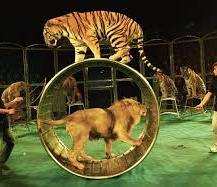 11. CRUELTY TO CIRCUS ANIMALS IS NOT ENTERTAINMENT | Reem Al-Sultan